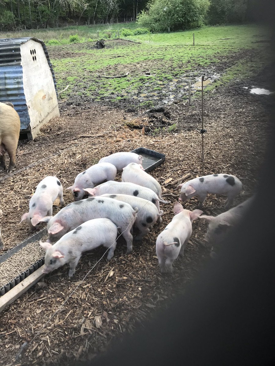 Some of Spots and some of Nr 7’s sharing the creep area.