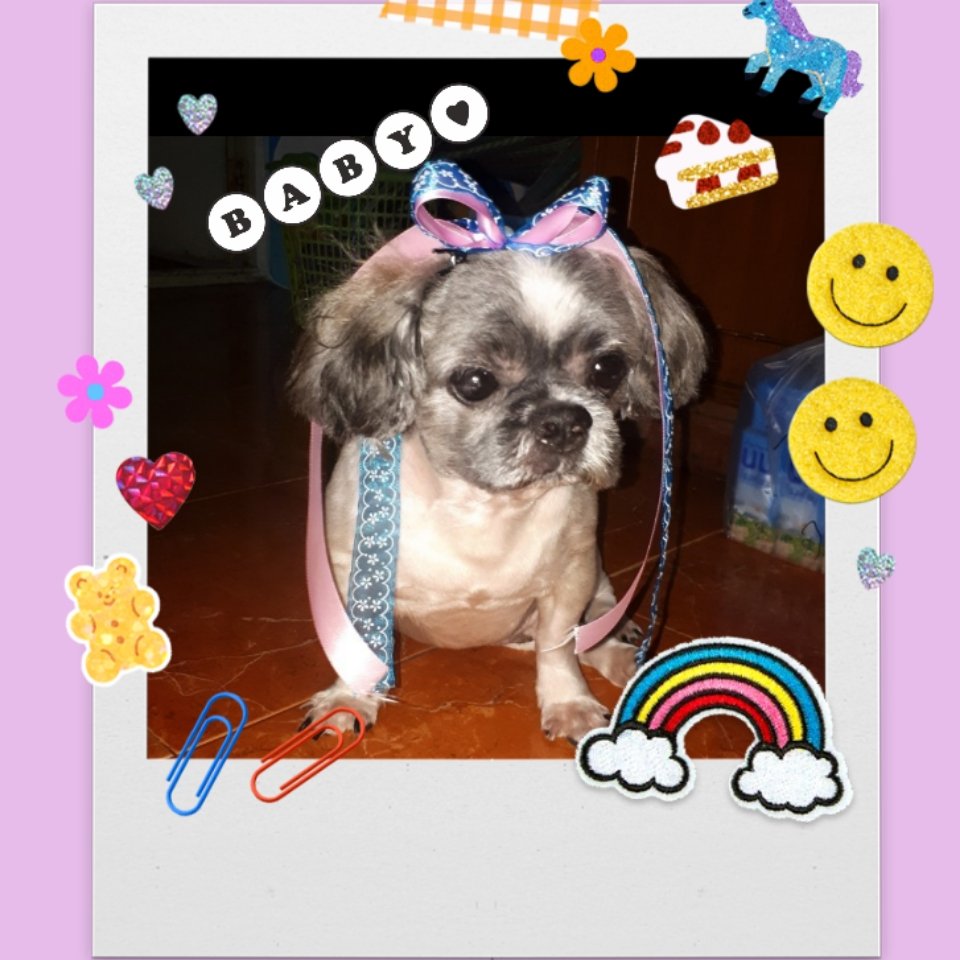 #หมาหาย​ 15วันแล้วยังตามหาอยู่ค่ะ🐺 ตามหาสุนัขหายค่ะ
กล้องวงจรปิดที่ถ่ายติดหน้าบ้านเป็นนกล้องเสีย​ ไปดูกล้องใกล้เคียงหลายจุดก็ไม่พบค่ะ​ ถามคนละแวกนั้นบางคนบอกเห็นแต่พอดูกล้องก็ไม่เห็นค่ะ​ ไม่รู้จะทำยังไงแล้ว😭 ดูดวงหลายที่มีแต่บอกจะไม่ได้คืน​
🕕 #หมาหลง​ #ทวิตดีคนรีน้อย