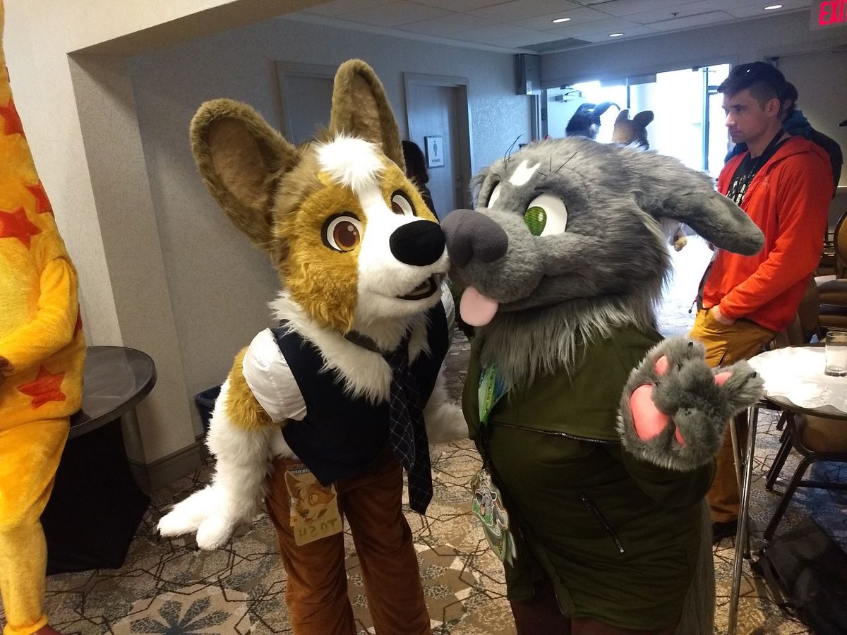 Tosh Corgi tweet media