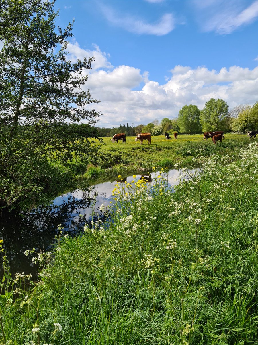 pauldungey's tweet photo. @ChrisPage90
Hi Chris, I took this today in Colchester. Beautiful day with intermittent showers.
#weather #MayDay #1hourwalk https://t.co/aVImCPwxjP