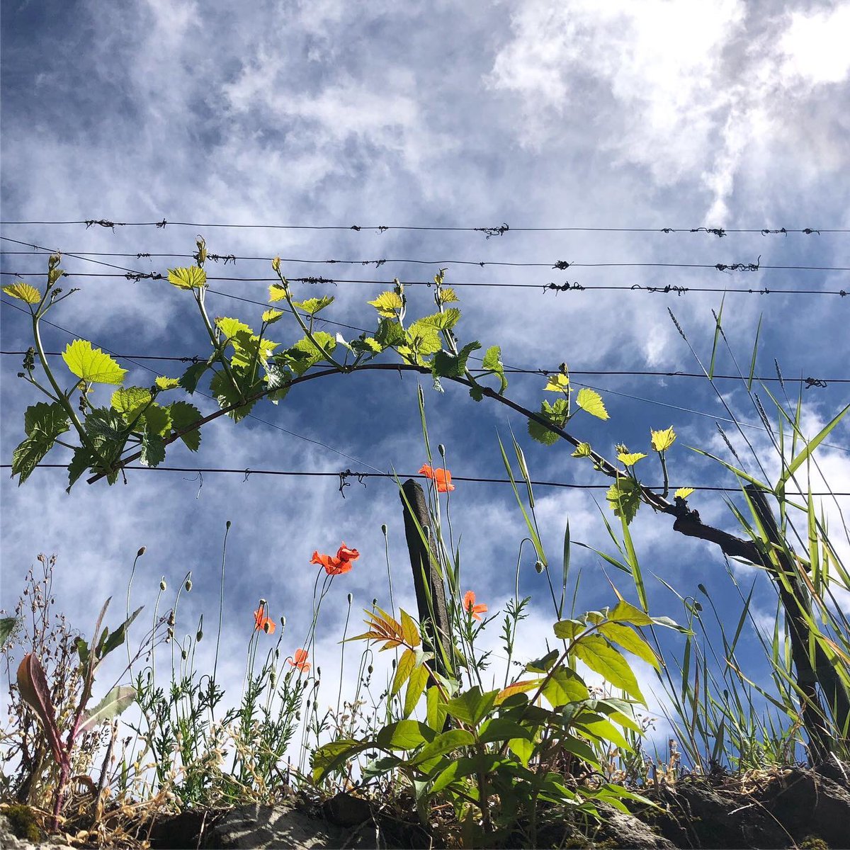 La vera felicità si trova nelle cose semplici, come rivedere da vicino i colori della natura dopo 50 giorni di isolamento 🌈🌱☀️

Buon Primo Maggio a tutti 
#rinascita