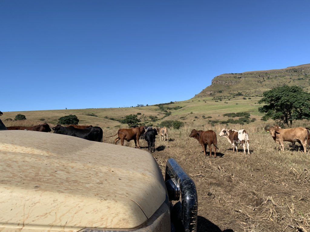 JamaKaSlwaneh's tweet photo. Production Lick/ Backgrounding Lick that I currently have all weaners and culls on. Iβm warming these cattle for 70 days before they enter the feedlot, preferably at weights above 280KG
#StockMan #CattleBoy #Beef #BeefingUp #WinterLick #Farming #YoungAndHappy https://t.co/Uspp8ydAbn