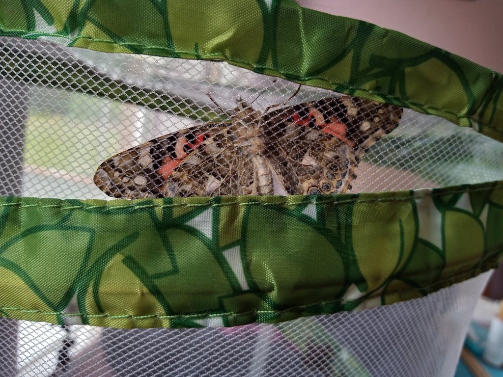 revcep's tweet photo. Butterflies and a rainy week in lock down https://t.co/jG277EB0uo https://t.co/2MVzILuiHT