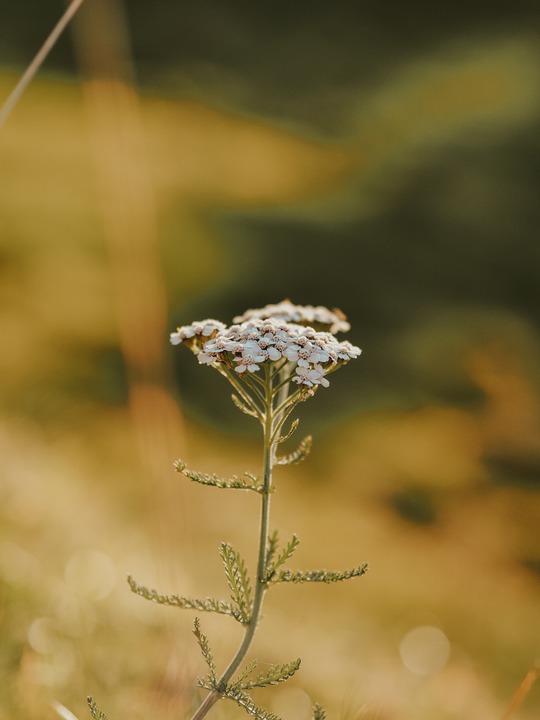 OlympusUK's tweet photo. β’ Large aperture of F1.8
β’ Excellent value for money
β’ Beautiful bokeh
If you'd like to add the M.Zuiko Digital 45mm F1.8 to your kit, don't miss out on our #SpringSavers β https://t.co/H2XSXuhX8A https://t.co/3SFSmfpVli