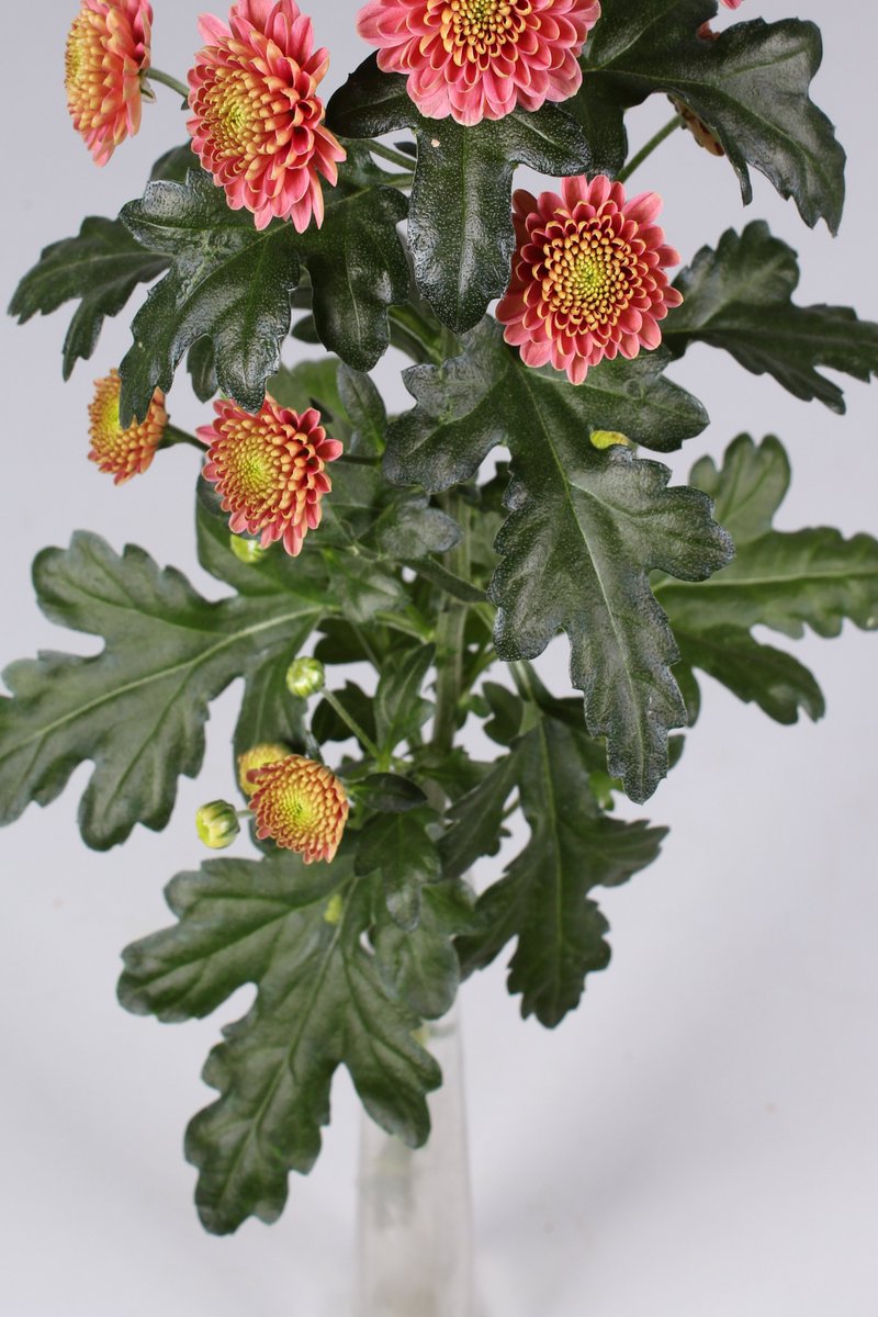 Floritec tweet media