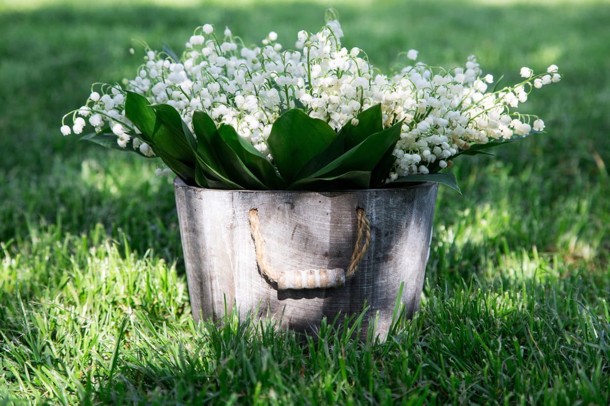 Dans le langage des fleurs il veut dire « retour au bonheur » alors vite que l’on retrouve des jours meilleurs 🙏🌈 #1ermai2020 #muguet #RestezChezVous #TousAlaMaison