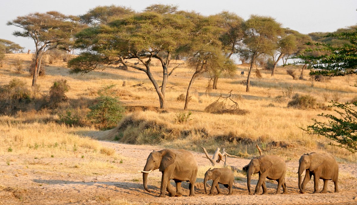 MoveTheWorldAF's tweet photo. #FunFactFriday
Did you know the leader to an elephant herd is usually the oldest female?
She is called the Matriach and plays the role of protecting the other.
Join us to make a #Promise4Wildlife https://t.co/FGEA0q9eBy https://t.co/hUFiFs4mym