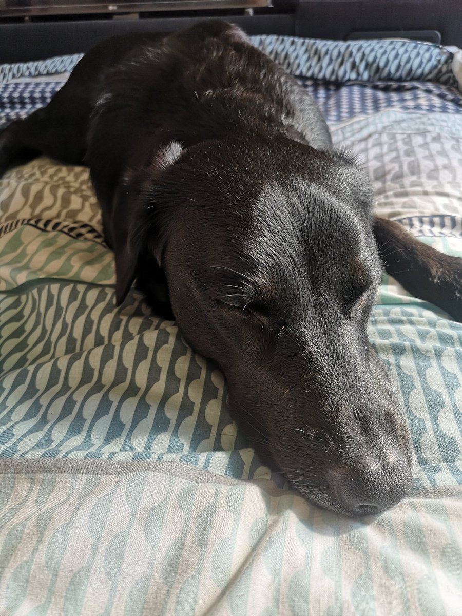EmmaJMcKinley's tweet photo. Our second @cardiffuni #wellbeing day started with an early morning run in the sunshine, and now involves some paper reviewing - no screens! #Bodhi, the #researchpup, is recovering from his squirrel hunting efforts, and ALL the other dogs! It was a distracted run๐คฃ#monkeypup https://t.co/LOgVxECLy2