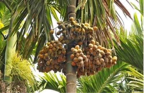 aipmassn's tweet photo. #FridayVibes 

#Areca crop expansion to new areas is a big challenge!

To contain the impact of recent weather patterns on #arecanut crop that has resulted in spread of diseases in areca plants, multiple rounds of #fungicide is being sprayed.

More: https://t.co/JVzbWj1GzH https://t.co/wckkx3kbSV
