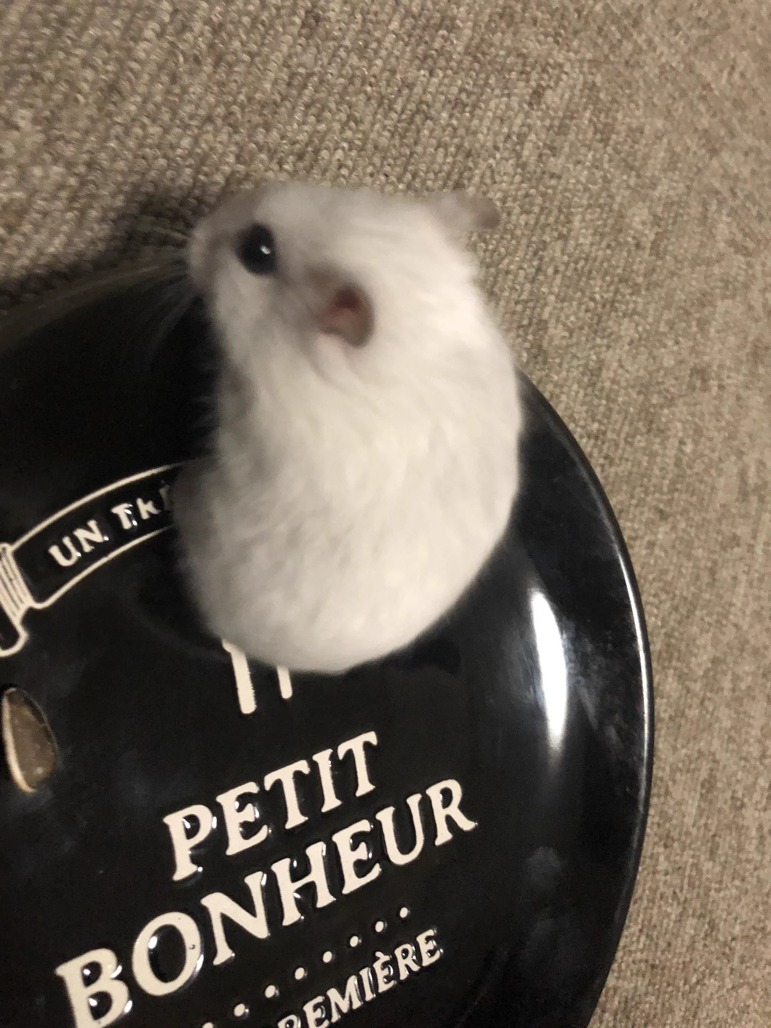 @gsm_iham2 @spicaekimemo うちの子は食べられたくないみたいですぐ逃げてしまいました(^^;) 