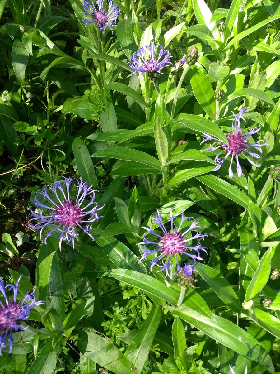 Langaroo3849's tweet photo. Really enjoying seeing the garden change. These Mountain Cornflowers are lovely. #garden #SpringTime https://t.co/Gqbr6Fsn1b