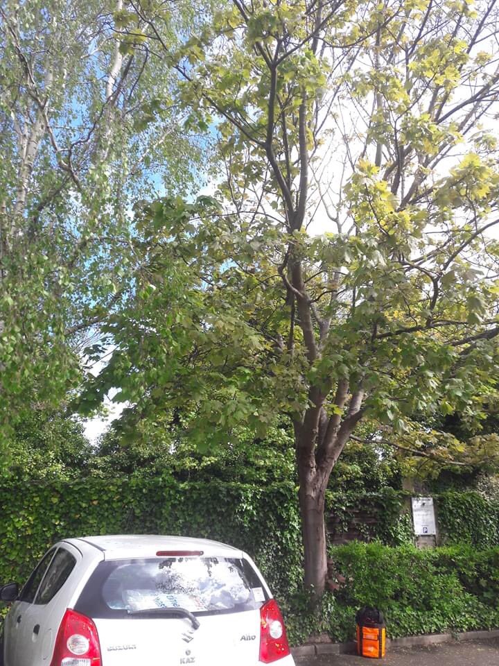 thanettrees's tweet photo. Why is @orbitgroup chopping down two perfectly healthy trees in Westgate today? Itβs nesting season. The residents are unhappy. WTAF. Shameful behaviour #savenature #TDC #westgate #thanet #orbithomes #nestingnotnetting https://t.co/0sjPiiR68E