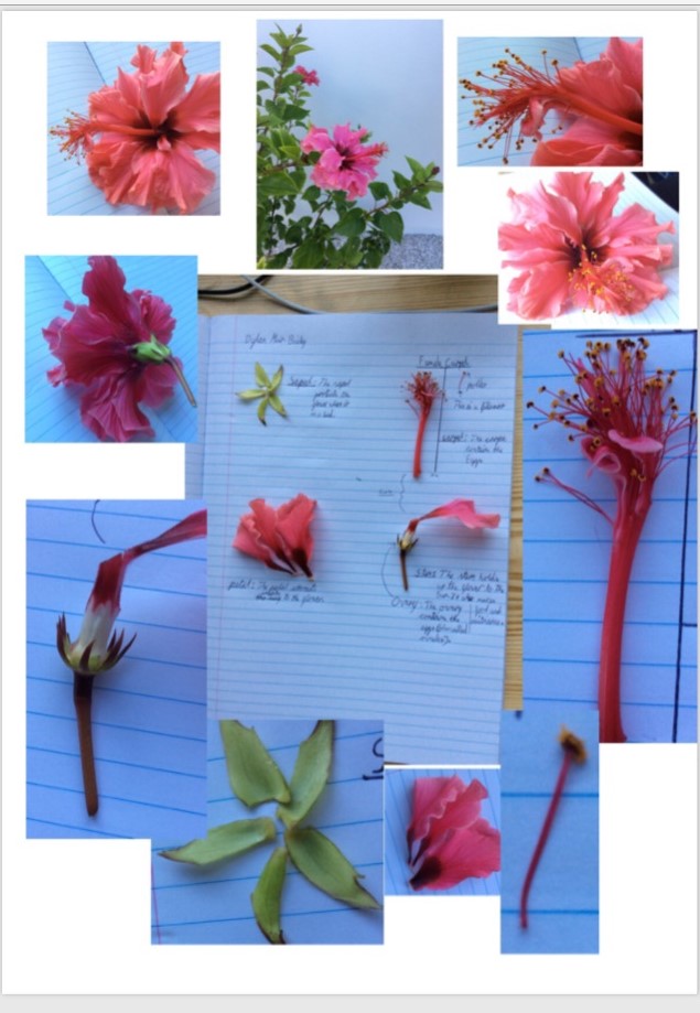 Kings_Ely's tweet photo. In Science, our Year 5 King's Ely Junior pupils have been examining and learning all about the different parts of a flower! 🌺👏 #Science #STEM #youngscientists #learningathome #learningwontstop https://t.co/Qxc97Lssdi