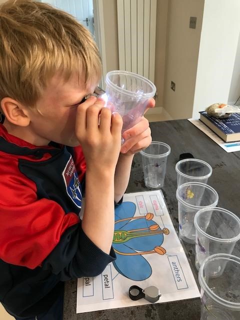 Kings_Ely's tweet photo. In Science, our Year 5 King's Ely Junior pupils have been examining and learning all about the different parts of a flower! 🌺👏 #Science #STEM #youngscientists #learningathome #learningwontstop https://t.co/Qxc97Lssdi