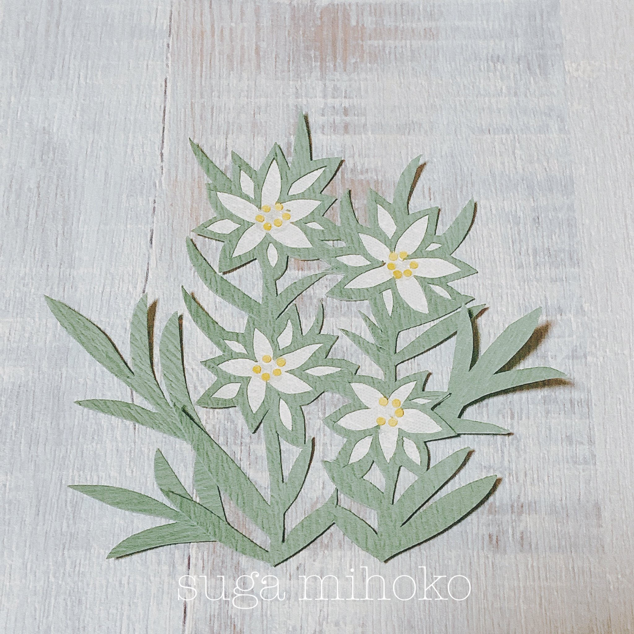 すがみほこ 毎日切り絵で誕生花 誕生花の毎日ちょこっと切り絵 5月1日の誕生花はエーデルワイス 花言葉は初恋の感動 尊い記憶 T Co Ycnln1vloj Twitter