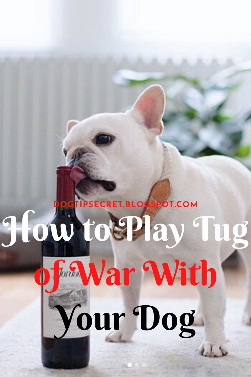 Dog Tips Secret- How to Play Tug of War With Your Dog 
#dogtraining 
dogtipsecret.blogspot.com/2020/04/how-to…