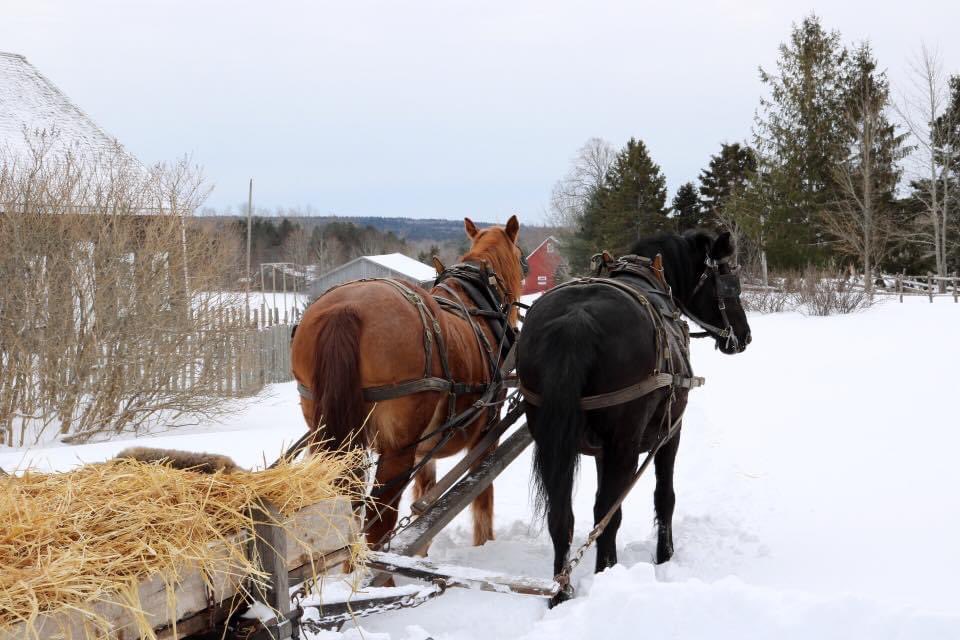 WandaDonelle's tweet photo. @Liam_Ball92 #calendergame #February a local working museum #RossFarm depicting rural life as it was in #NovaScotia . A fun family location year round. On this day we took our grandson on a sleigh ride and sledding. https://t.co/Fl19QBsssR
