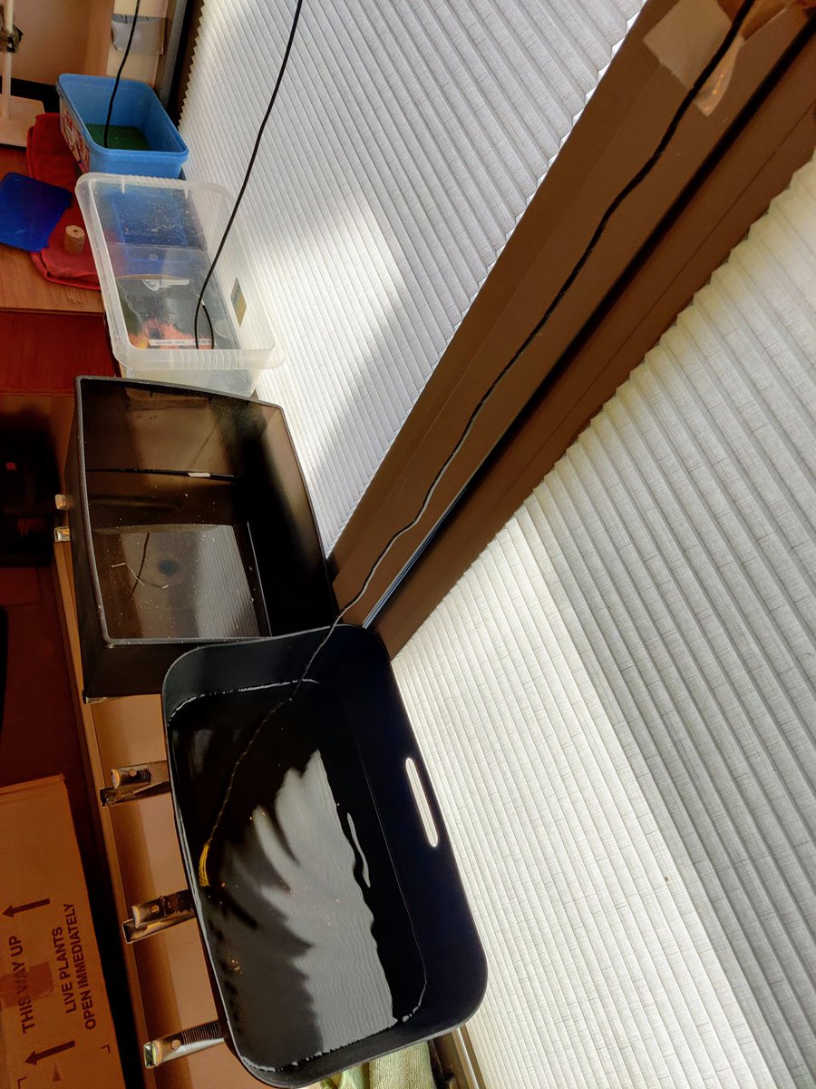 roosku's tweet photo. We caught all of the dripping water in the buckets. At least 2-3 liters since last evening. Luckily it wasn't raining, it's just leftovers from the leaking gutter I reported to @LQHomesMatter in Now 2019
Wait for the photos of the stained walls...
#leakinggutter #notemergency https://t.co/FRa7ZaIVuW
