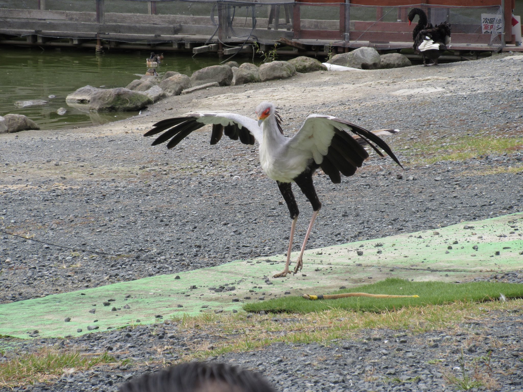 岐阜大学動物園水族館同好会 岐動水 Gido Sui Twitter