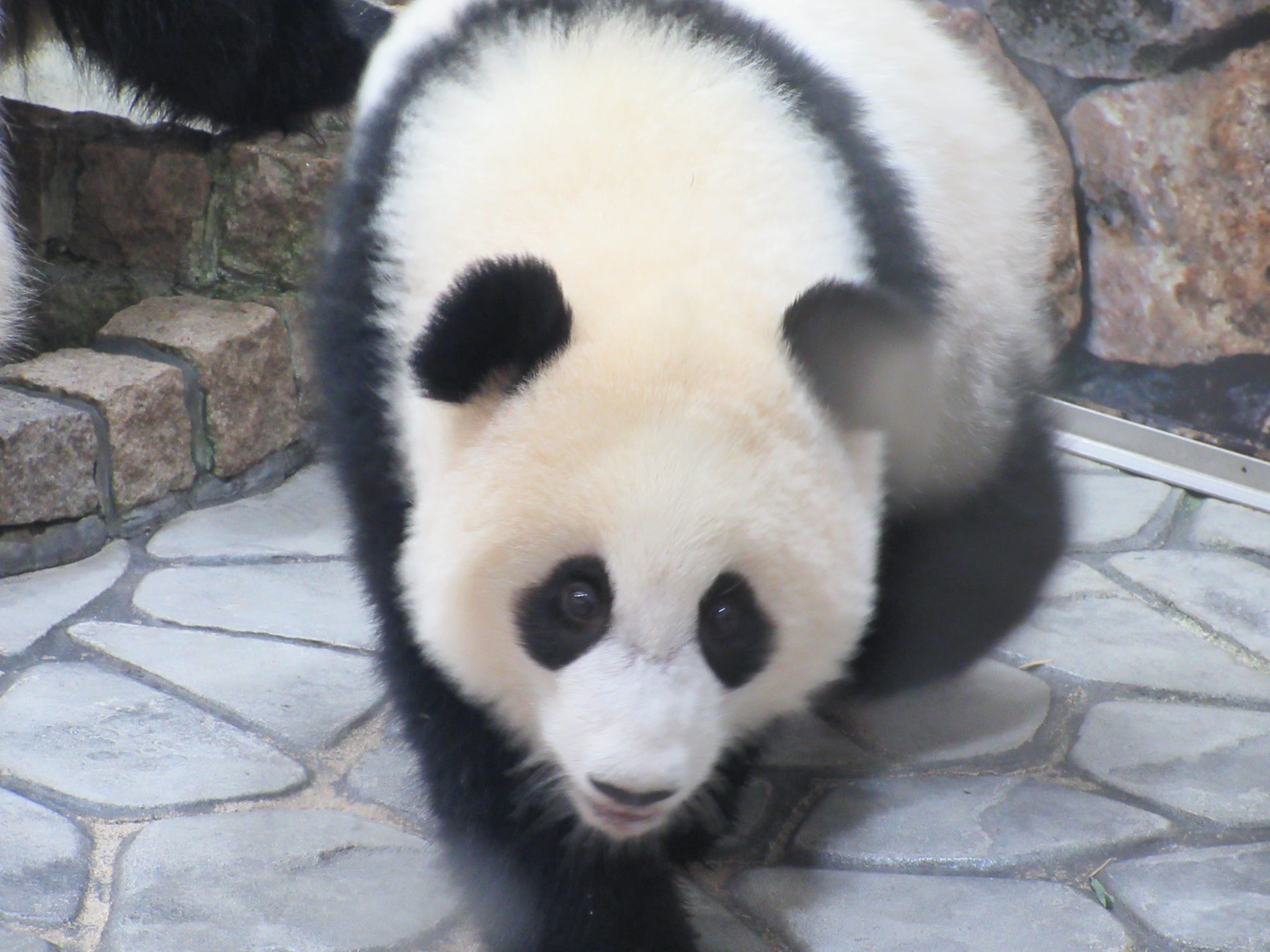 岐阜大学動物園水族館同好会 岐動水 Gido Sui Twitter
