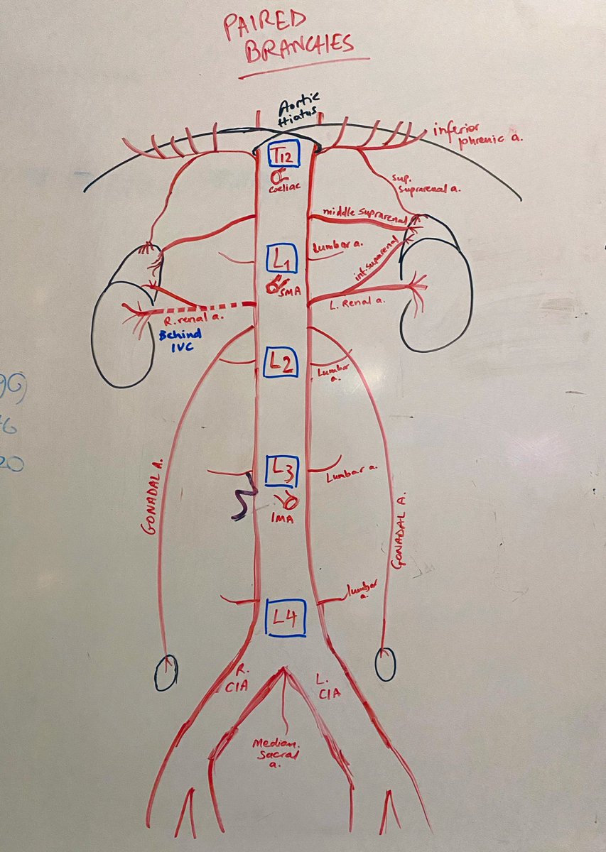 Pre-handover doodle #vascularanatomy side branches. For those taking #MRCS, vertebral levels for branch origins comes up every time...start at Aortic hiatus = 12 letters —> T12.