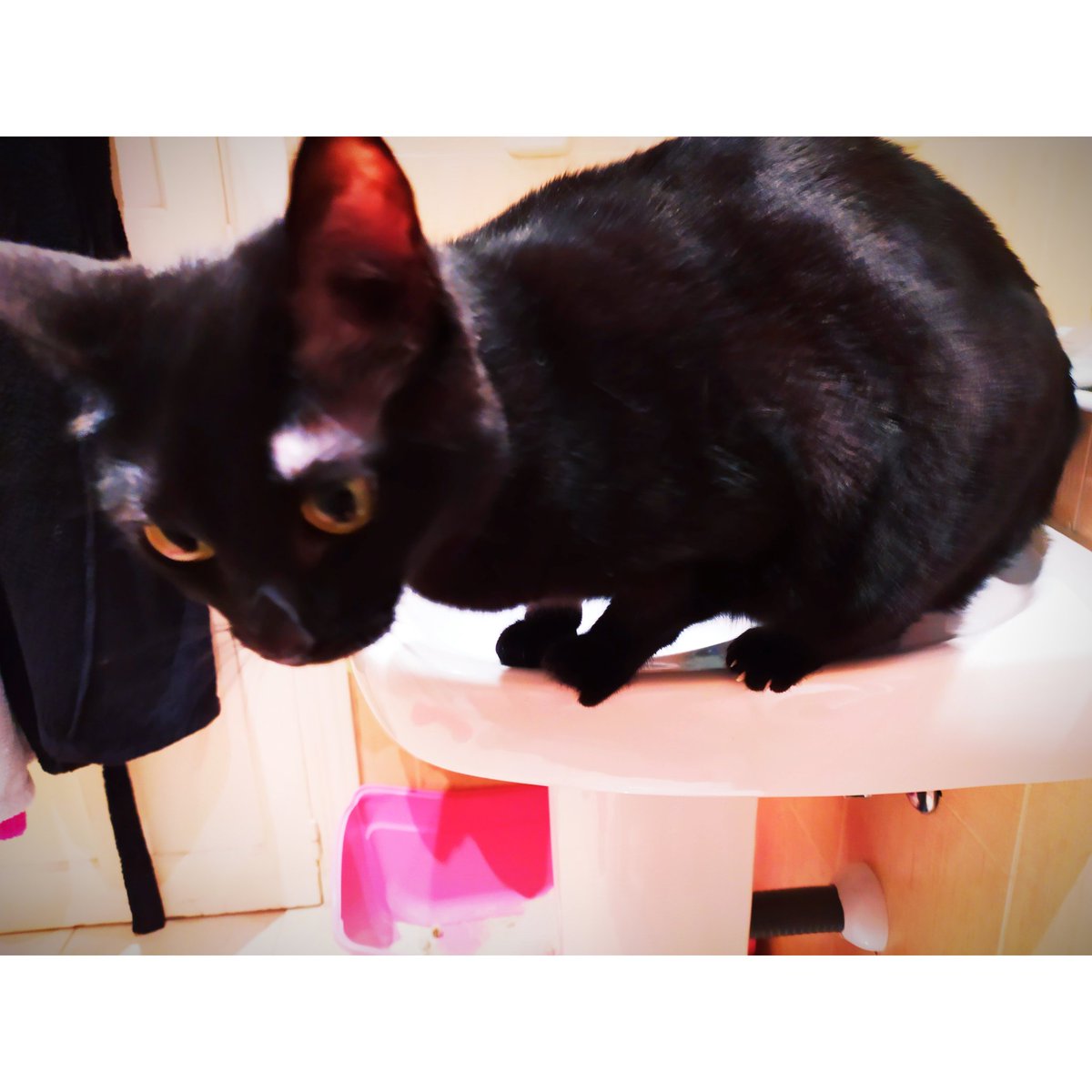coronapareja's tweet photo. Es importante dejar intimidad a las personas. Pasamos mucho tiempo juntos y hay q respetar los espacios como el baño, especialmente cuando estás... ¿Puedes al menos dejar de mirarme?
#Consejos #Covid_19 #Gatos #Tuna #wc #SalATuCasa #Cats https://t.co/RdCVdzX1X0