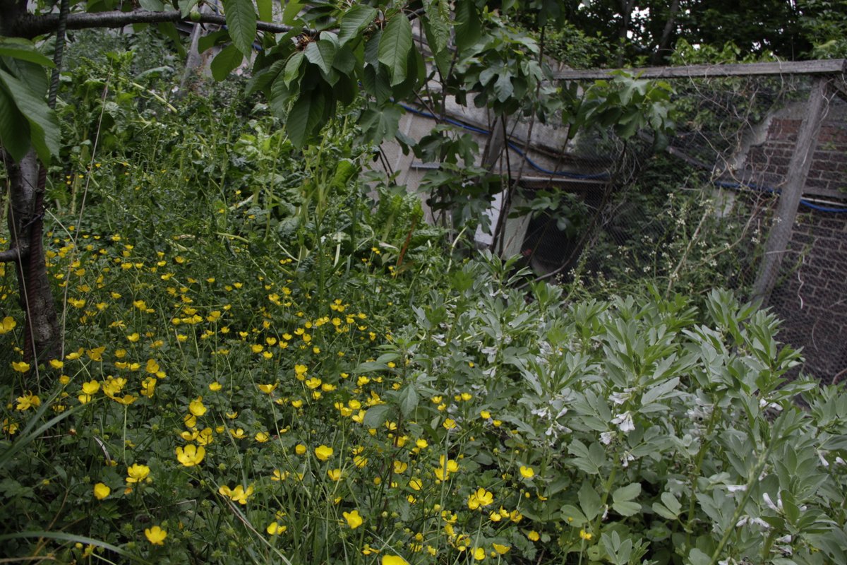 ChezBasile's tweet photo. @chezbasile l'ouverture c'est lundi 11 mai à 9h au #coworking, réservation par email contact@chezbasile.fr , entrez dans notre écrin de verdure ! https://t.co/LoU1jU6gDt