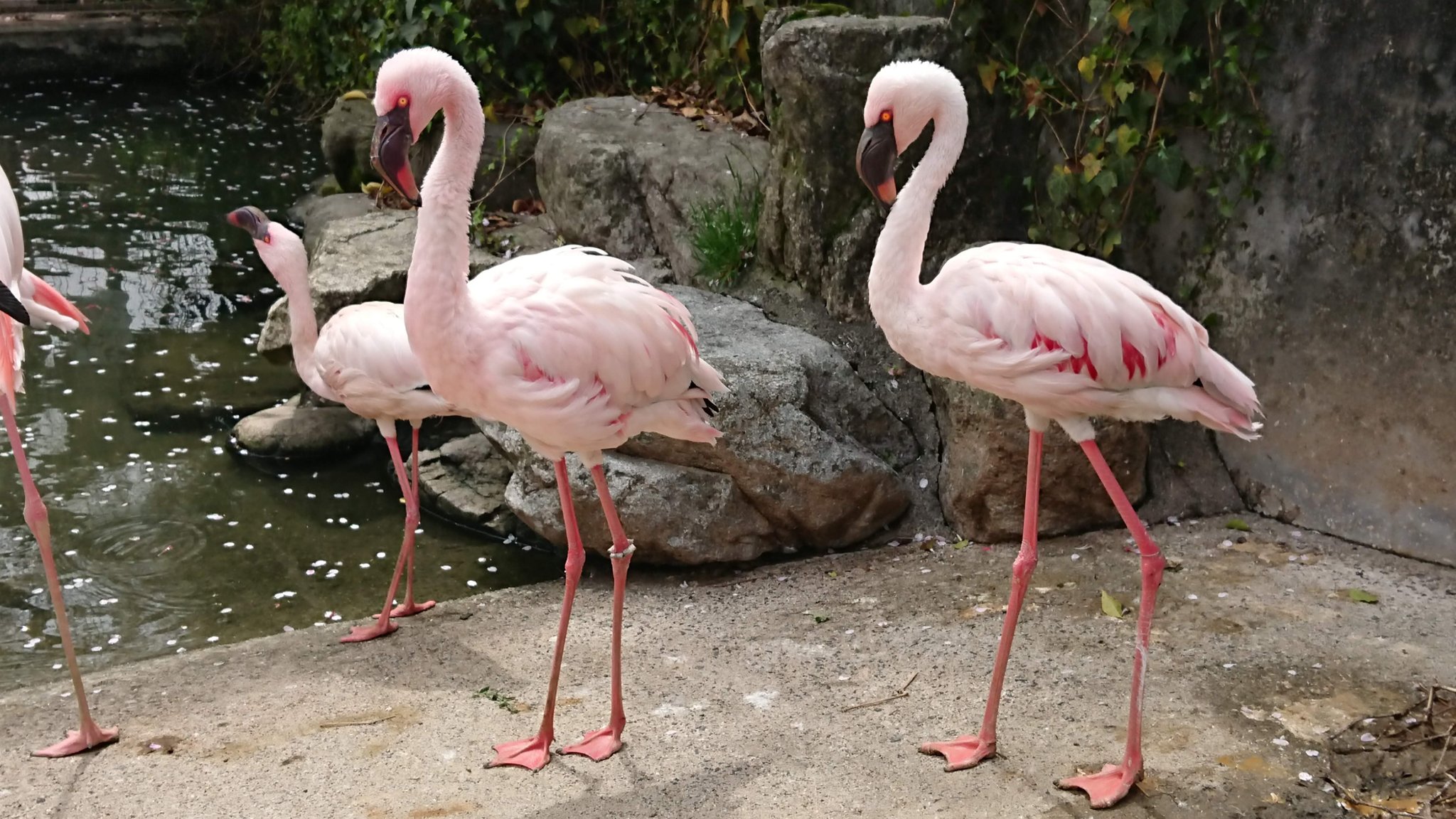 飯田市立動物園 公式 5000人ありがとう企画 12 48 コフラミンゴ ヨーロッパフラミンゴの赤ちゃん と聞かれることが多いですが 別の種類なんですよ ヨーロッパより オラついてる気がするのは わたしだけだろうか 飯田市動物園 Iida48