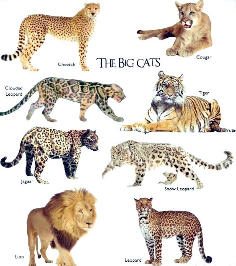 Learn about 115+ imagen cheetah vs leopard vs jaguar vs tiger vs lion