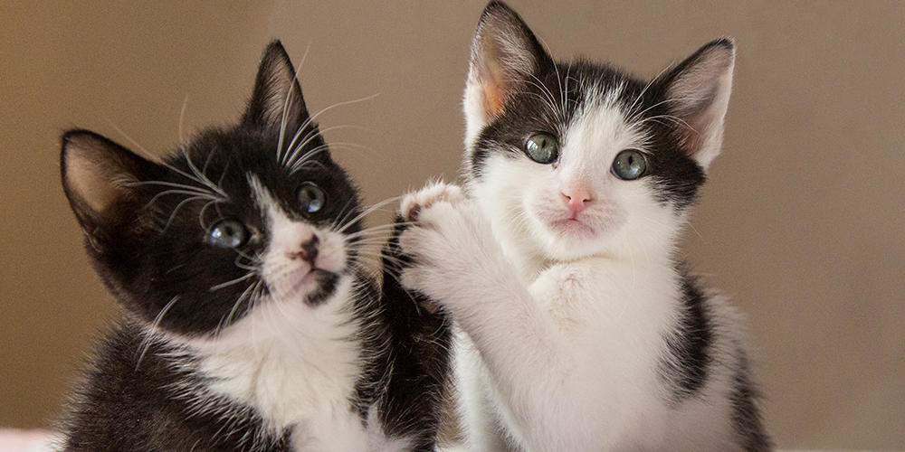 Battersea_'s tweet photo. High fives all round, it's finally Friday! 🎉🎉 #FridayFeeling https://t.co/fL1qwrc8LR