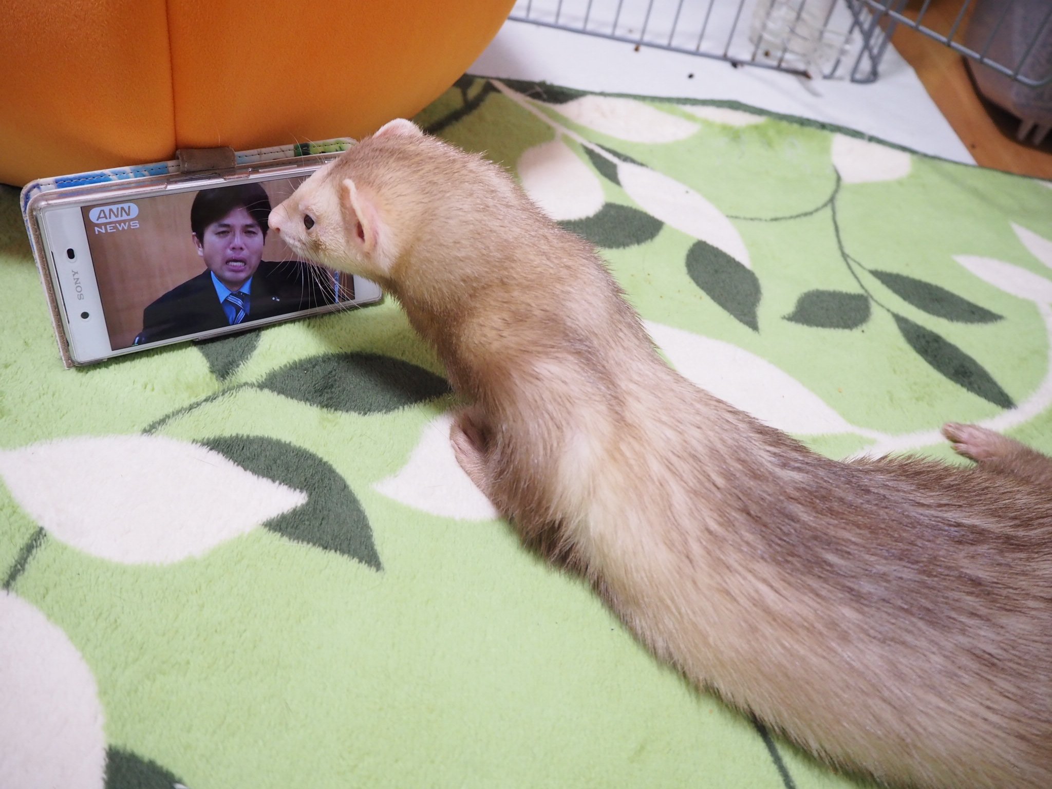 カウンセラーのさとう ハンドメイド作家のさとう 野々村竜太郎元兵庫県議会議員の 号泣会見の動画が大好きなイタチです イタチ達 この芸人さん 面白いね その人は お笑い芸人じゃないよ フェレット ののちゃん おもしろ動画 T Co カウンセラーのさとう ハンドメイド作家のさとう 野々村竜太郎元兵庫県議会議員の 号泣会見の動画が大好きなイタチです イタチ達 この芸人さん 面白いね その人は お笑い芸人じゃないよ フェレット ののちゃん おもしろ動画 T Co