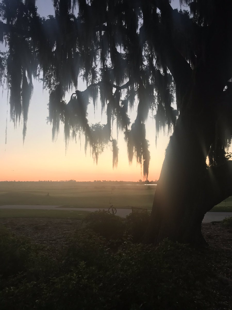 Quercus virginiana and #Spanishmoss