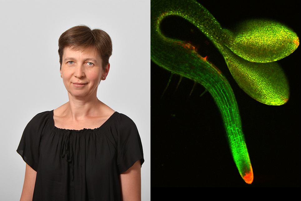 Check out the study published in Nature Communications by researchers from the group of #ISTAustria Professor Eva Benková nature.com/ncomms #TrustinMinds #LifeSciences