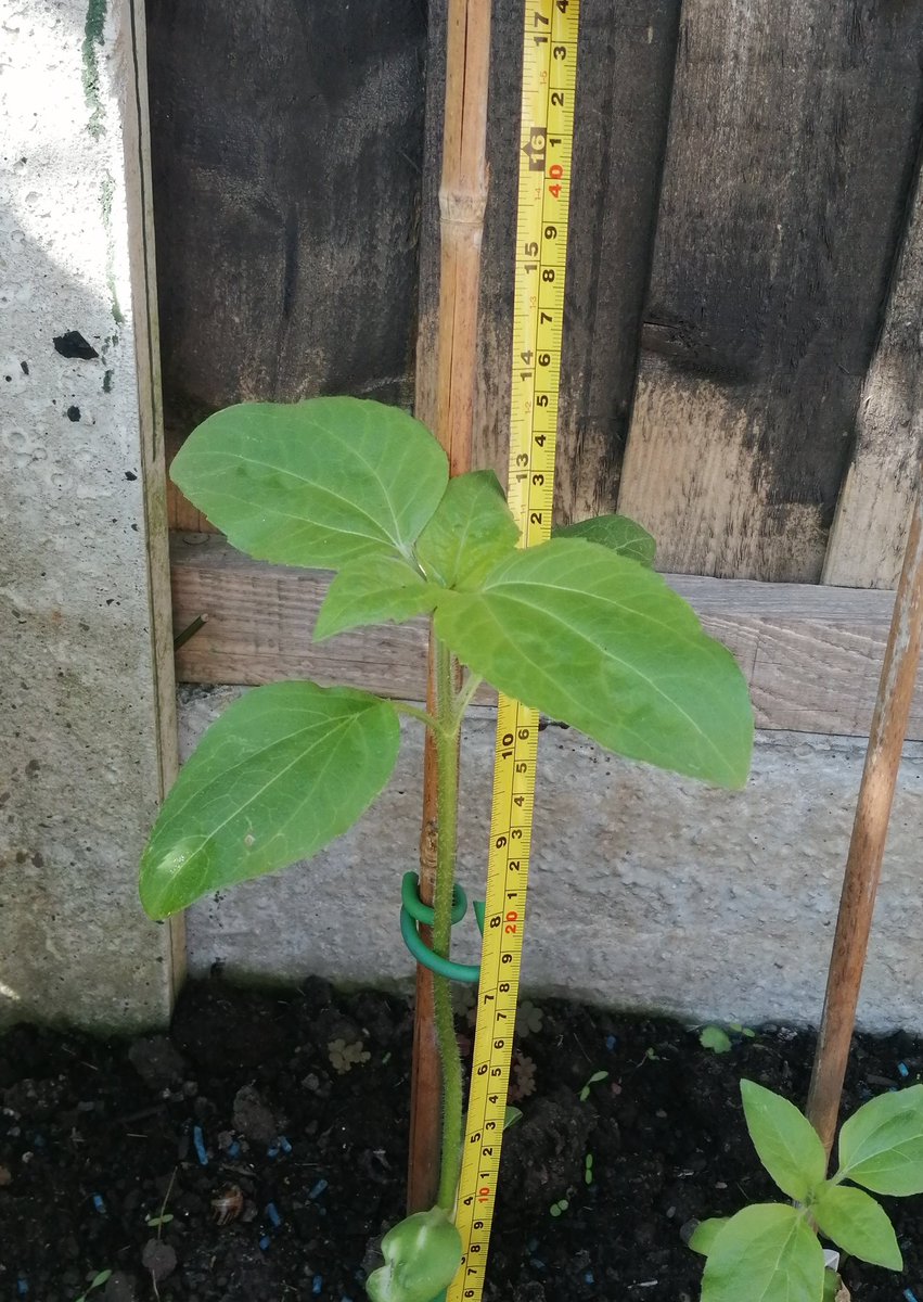 The #spaghettimaths sunflower has been enjoying the recent rain.... it is now approx 34cm tall!
#mathsiseverywhere