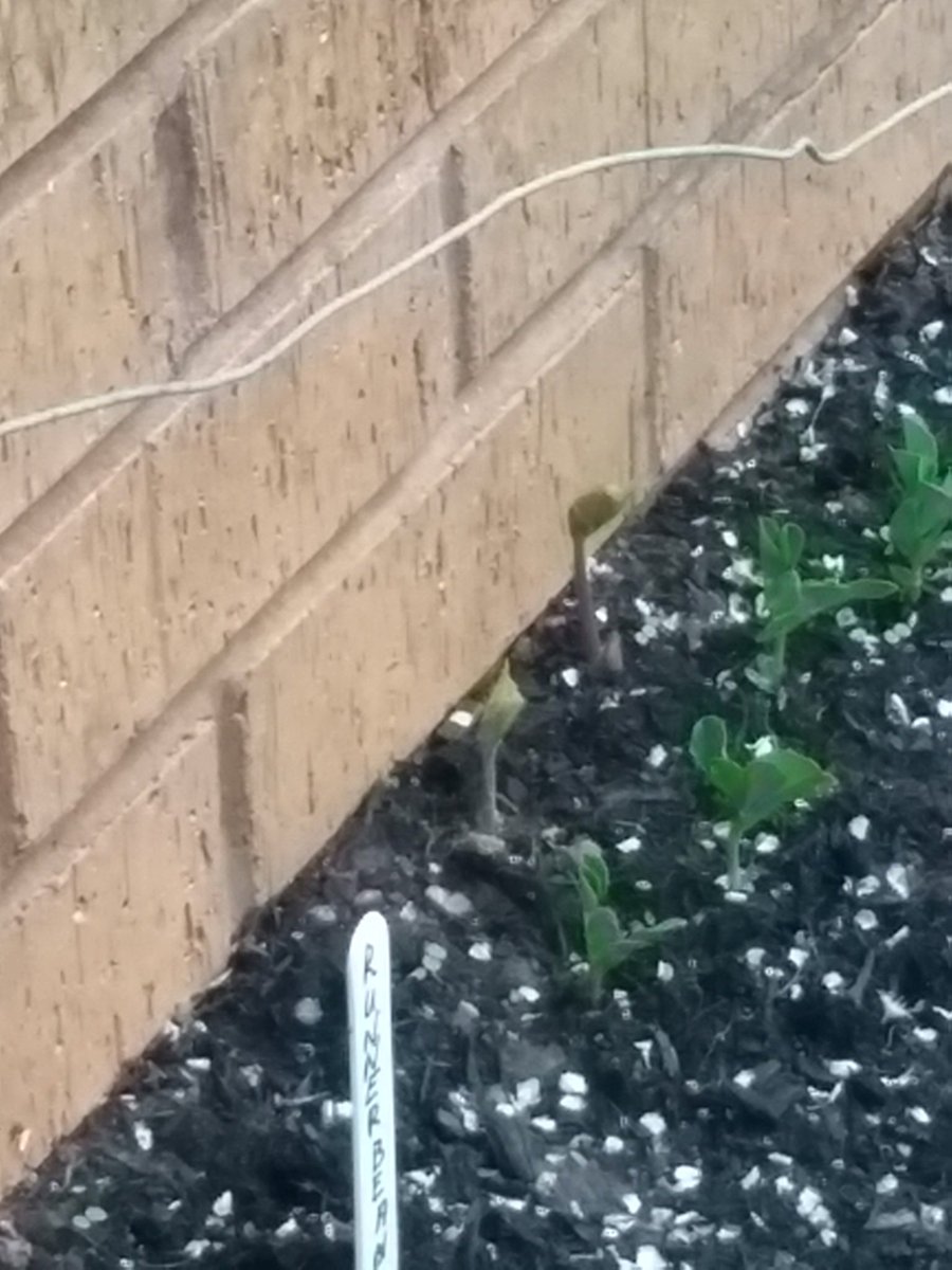 Andywales55uk's tweet photo. @AndyNewport55uk as you can see the seeds they planted are growing slowly &amp; some will be ready to pick🌿🌱🌼😀🏴󠁧󠁢󠁷󠁬󠁳󠁿🥀 https://t.co/IB4GeIhkFb