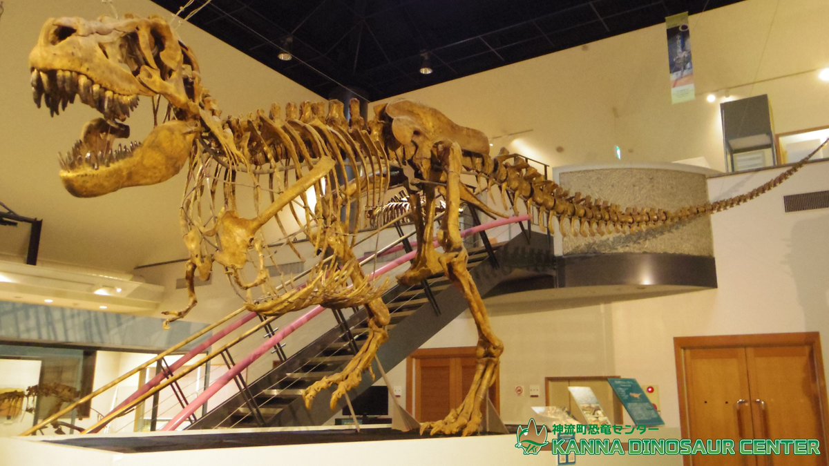 神流町恐竜センター 公式 בטוויטר Zoom背景 Zoombackground 恐竜センター おうちミュージアム タルボサウルス公開しました 解説も読んでみてね T Co Hoizajgkln
