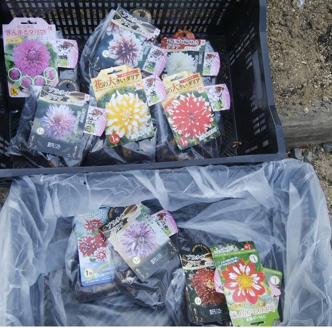 株式会社 花の大和 Pa Twitter チューリップの次にダリアを植えました あらかじめ芽出ししておきました 各種様々28品種植えました タリア ダリア園 球根 カーテン ガーデニング初心者 Dahlia Gardeninglife 株式会社 花の大和 Pa Twitter チューリップの次にダリアを植えました あらかじめ芽出ししておきました 各種様々28品種植えました タリア ダリア園 球根 カーテン ガーデニング初心者 Dahlia Gardeninglife