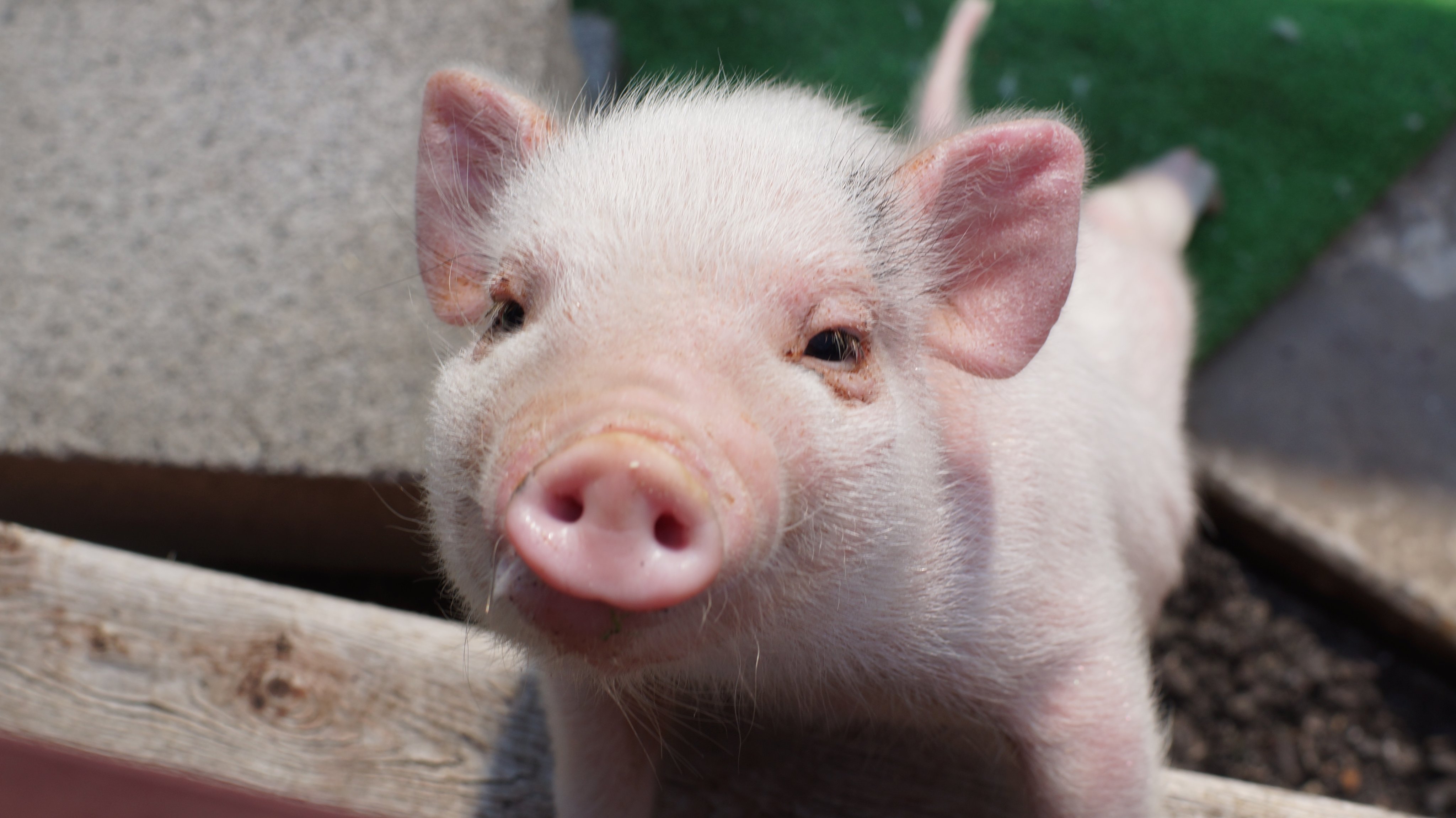 那須ハイランドパーク 生後約２カ月のミニブタちゃん 名前は ヌーディー かわいい女の子です 先輩の あんこ ととっても仲良し 那須の動物に癒されよう T Co Eleckepwt0 Twitter