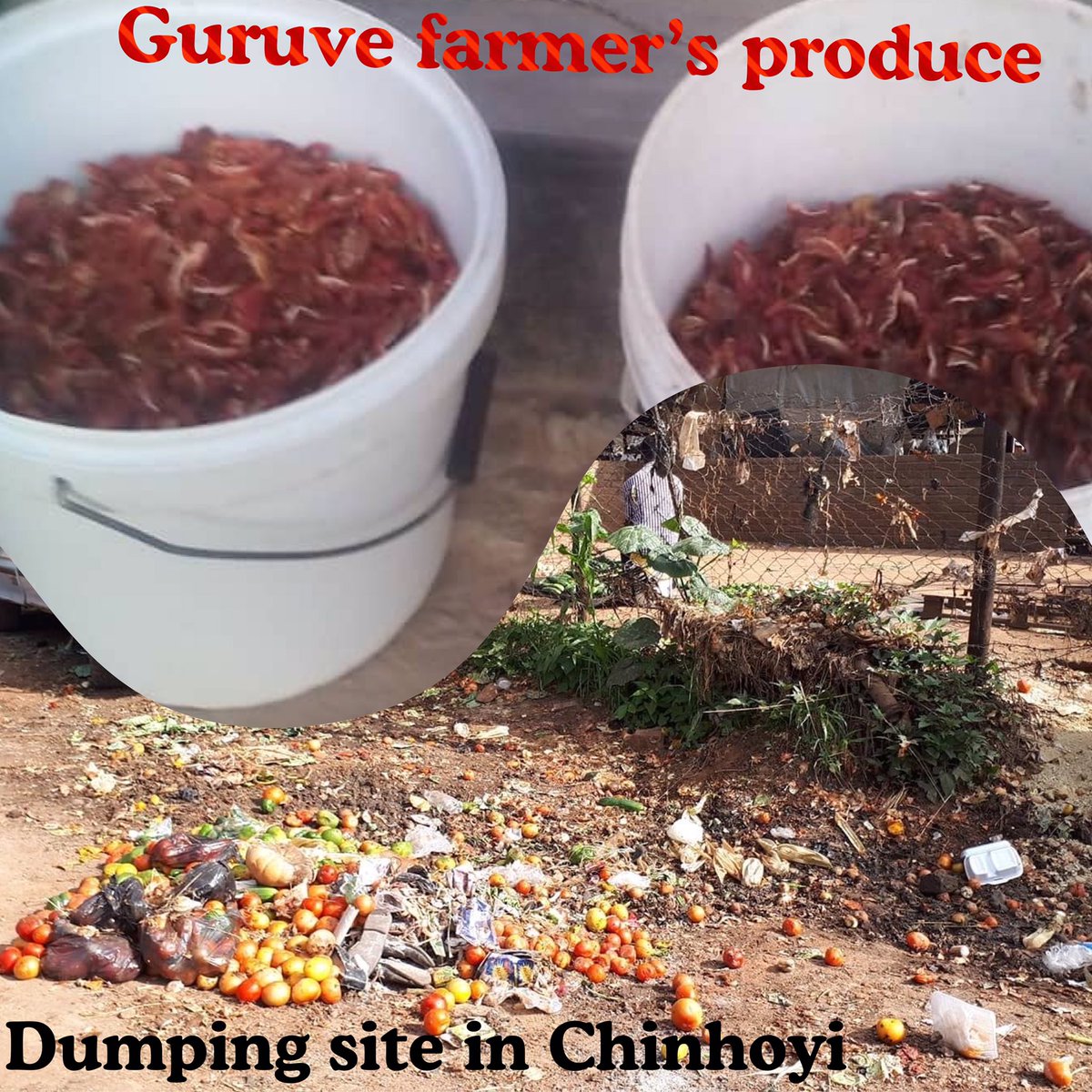 ChashiFoods's tweet photo. In just 20 days, they have dried a combined total of over 500kgs of fresh produce. In particular, Ruyanano from Guruve whose story we shared last week recovered 70% of her fresh produce. She is now expecting to increase her income by 15% once all her dried tomatoes have sold out. https://t.co/k92yuzBCtA