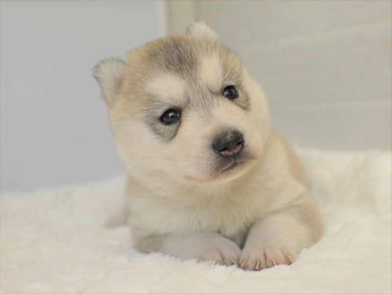 ハスキー 子犬 動画 270324ハスキー 子犬 動画 段差 sabrinasharrowjp