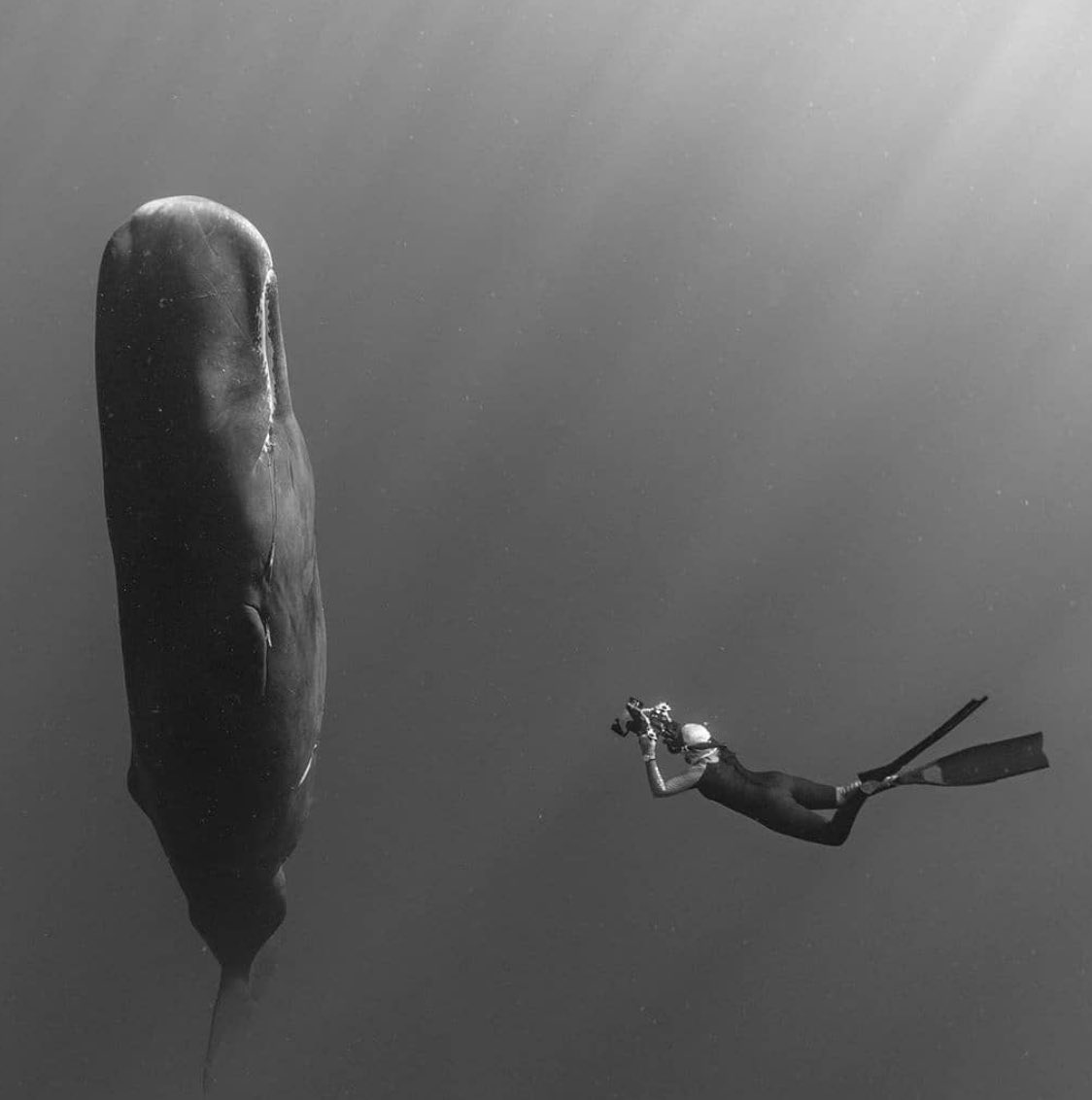 Seriously Good Magic tweet media