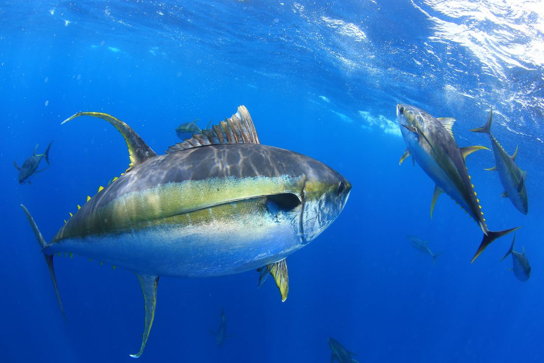 Home to some of the ocean's largest yellowfin tunas, Ascension's waters previously hosted a tuna longline fishery. Since the 2019 designation of the Ascension MPA this fishery has been closed, removing this fishing pressure on all tuna species

#WorldTunaDay #smallislandBIGVISION