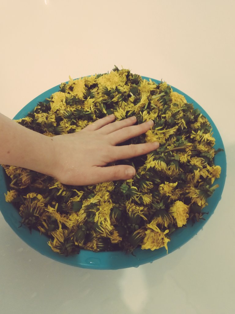 meh_heh_meh's tweet photo. И так, я решили попробовать сделать вино из одуванчиков, как то, про которое писал Бредбери
И случайно перепутали и вместо 100 собрали 1000...... https://t.co/mIOzVXa6sn