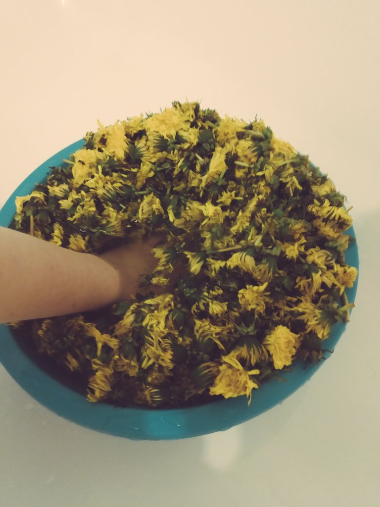 meh_heh_meh's tweet photo. И так, я решили попробовать сделать вино из одуванчиков, как то, про которое писал Бредбери
И случайно перепутали и вместо 100 собрали 1000...... https://t.co/mIOzVXa6sn