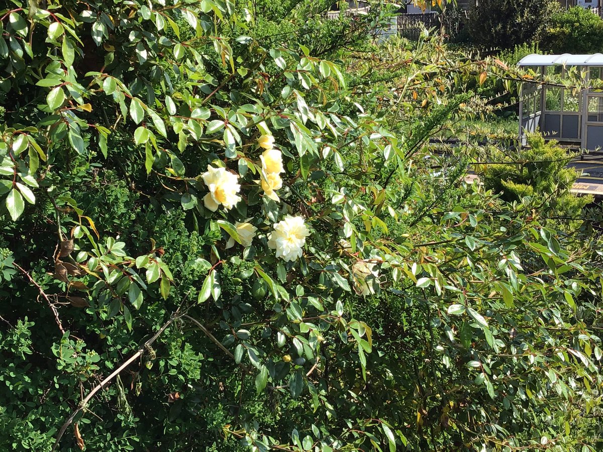 Cllr. June Player tweet media