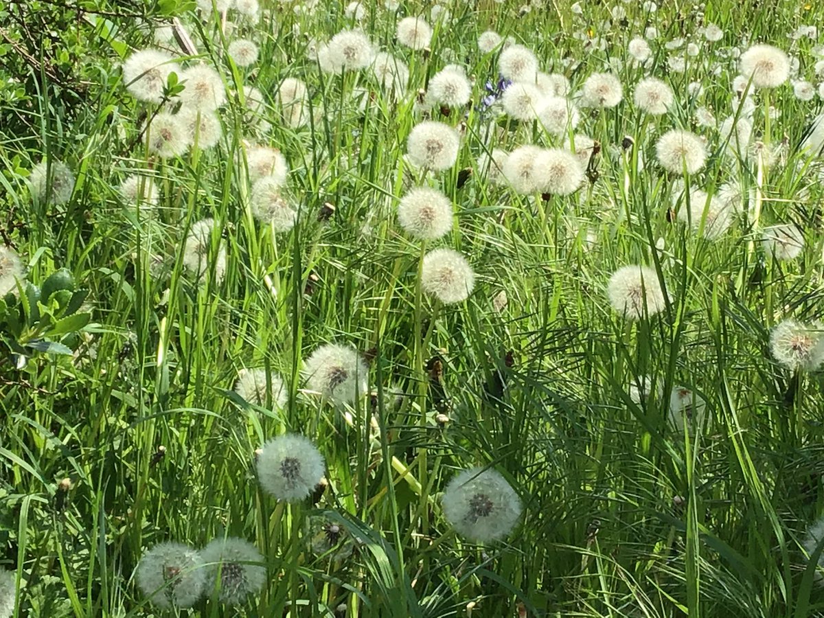 Cllr. June Player tweet media