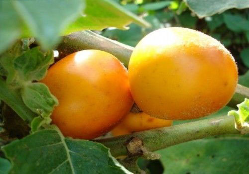 fbzero16's tweet photo. #Cocona
فاكهة كوكونا
موطنها الاصلي امريكا الجنوبية

#فواكة #خضروات #زراعة #بذور #شجرة #نبات
#fruits #vegetables #agriculture #seeds #tree #plant https://t.co/R98EnQOsOF