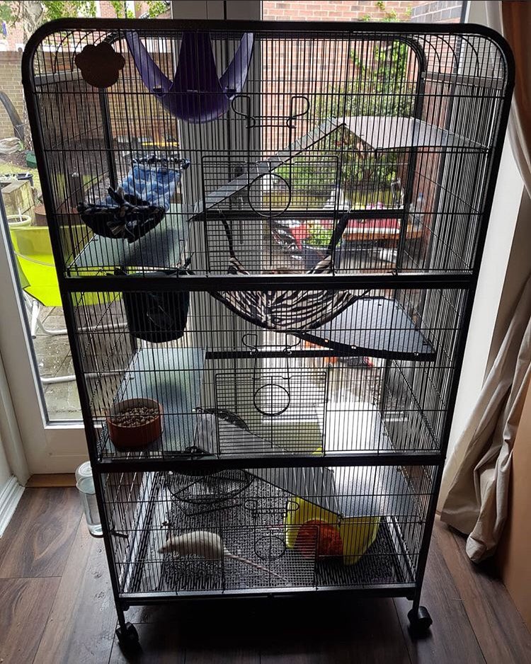 And three new babies to join their sisters in their big new cage!!🐁💕

#petrats #rats #ratsoftwitter #rodents #snout #whiskers #twins