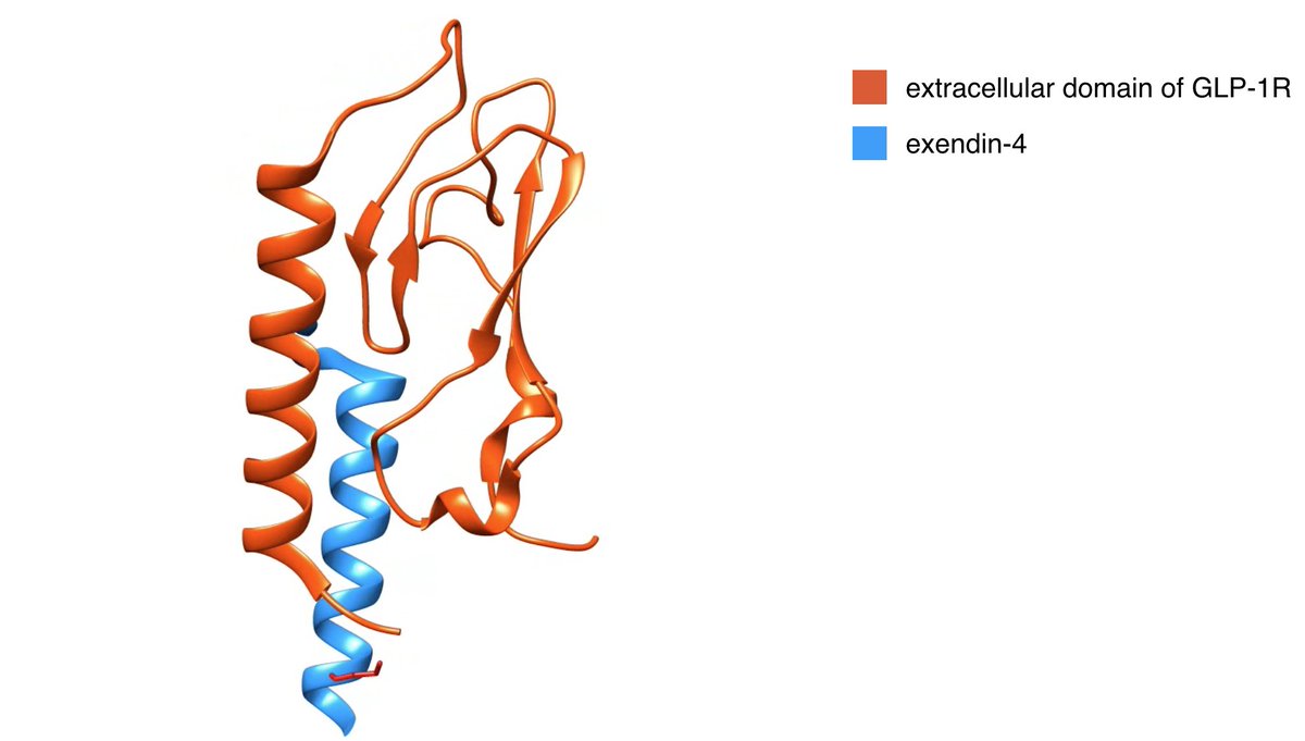 Check out our latest paper on optoacoustic imaging of the GLP-1 Receptor. Peer reviews can often take months and I'm sooo thankful that bioRxiv exist to give us a modern platform to communicate our work- fast. @grimmrad #diabetes #molecularimaging #science #technology #openaccess