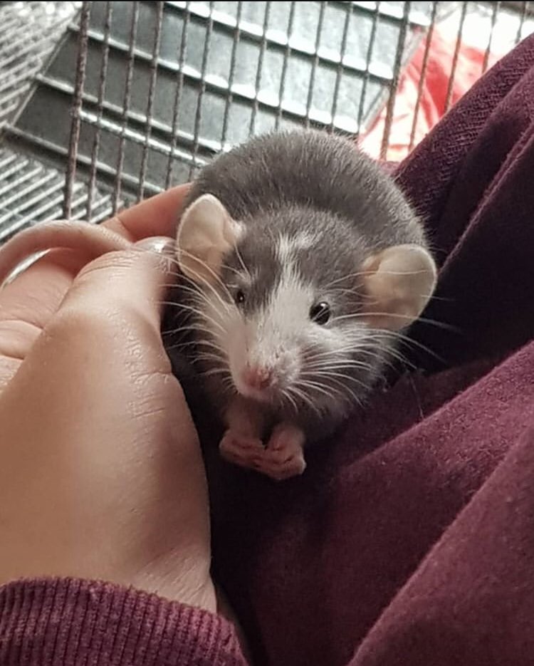 This is lil Peanut 🥜

So cute and cuddly🐀💕

#petrat #rats #ratsoftwitter #baby #mice #tail #dumbo #pet